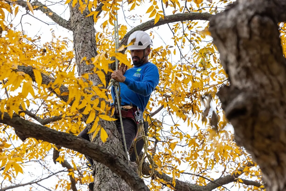 Skilled Tree Planing crew working in Callicoon Center